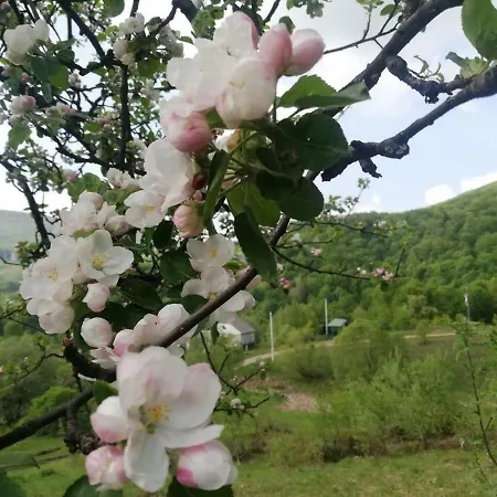 поляна птахів
